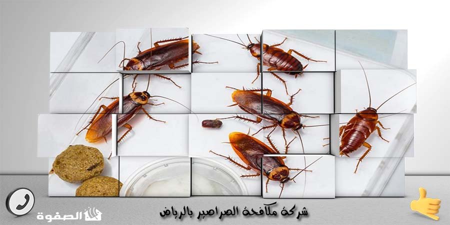 مؤسسة مكافحة الصراصير بالرياض