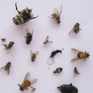 طرق مكافحة العثة