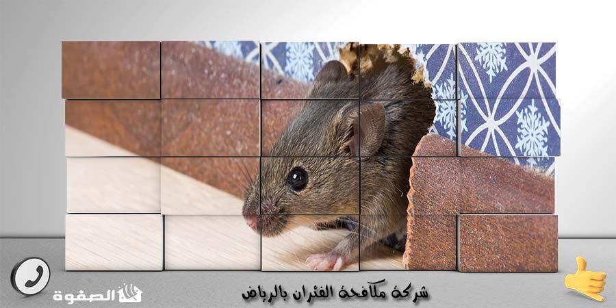مؤسسة مكافحة الفئران بالرياض