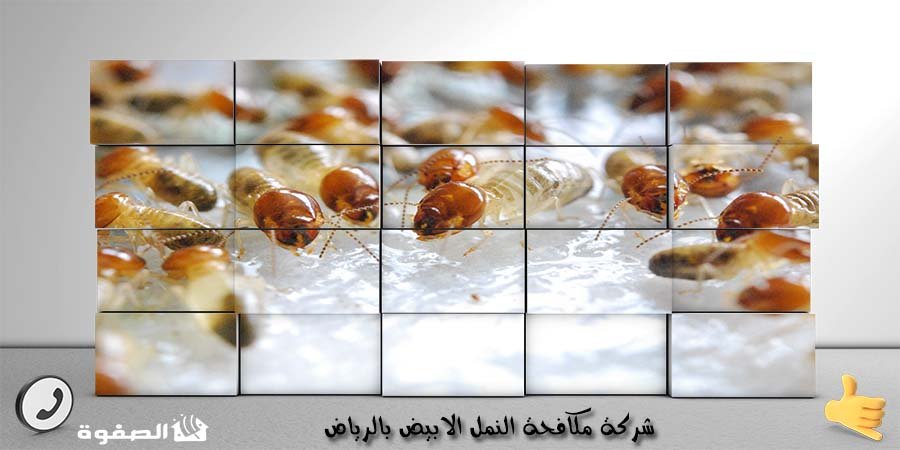 مؤسسة مكافحة النمل الابيض بالرياض
