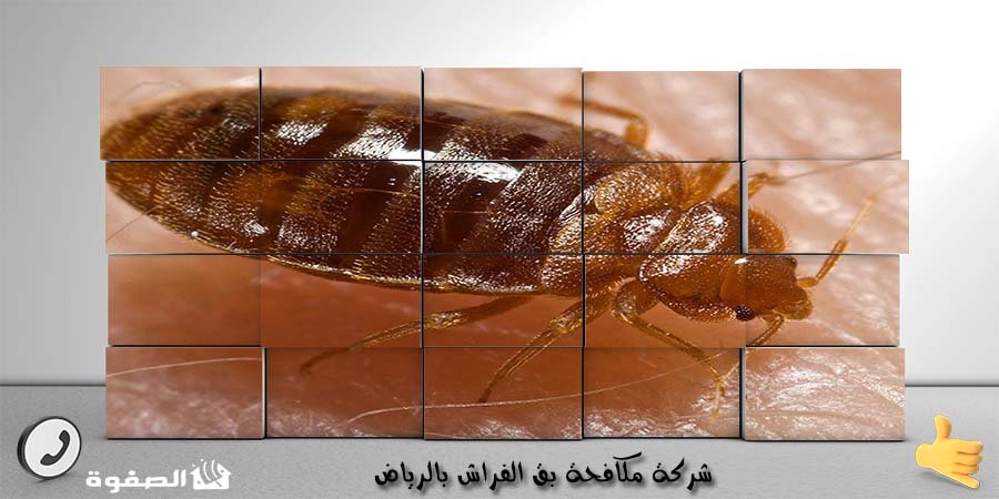 مؤسسة مكافحة بق الفراش بالرياض