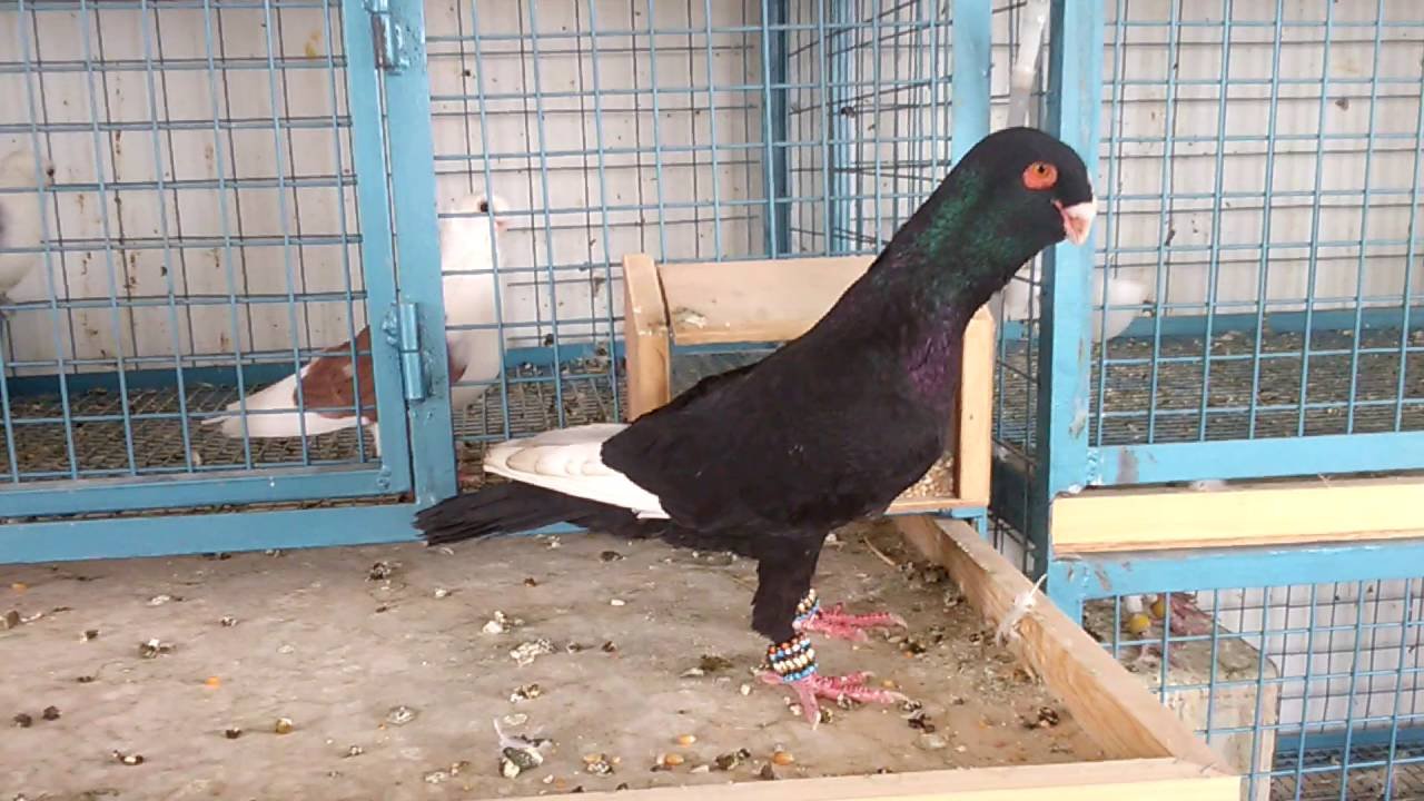 مؤسسة طارد حمام غرب الرياض