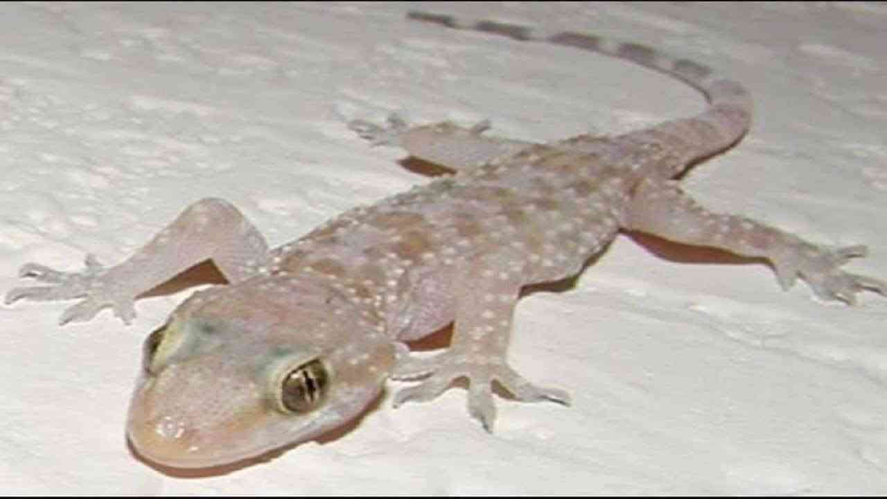 سم البرص